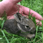 Baby Cottontail Rabbit - Help4Wildlife Rehab in Dexter, MI