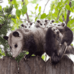 Wildlife Rehab Baby Opossums with Mother - Help4Wildlife in Dexter, MI