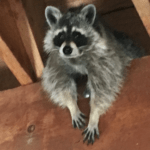 Wildlife Rehab Raccoon - Help4Wildlife in Dexter, MI