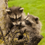 Wildlife Rehab Two Baby Raccoons - Help4Wildlife in Dexter, MI