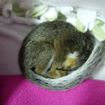 Wildlife Rehab Baby Squirrel - Help4Wildlife in Dexter, MI