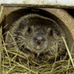 Wildlife Rehab Baby Woodchuck or Groundhog - Help4Wildlife in Dexter, MI